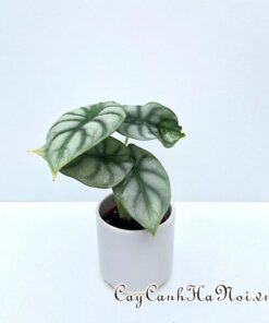 Cần tưới nước thường xuyên cho cây Alocasia Silver Dragon