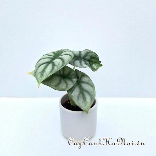 Cần tưới nước thường xuyên cho cây Alocasia Silver Dragon