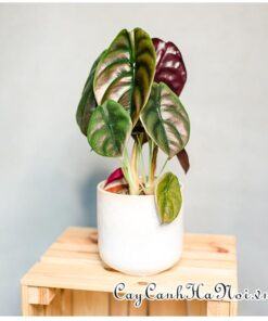 Cây Cây Alocasia Cuprea Red Secret để bàn đẹp