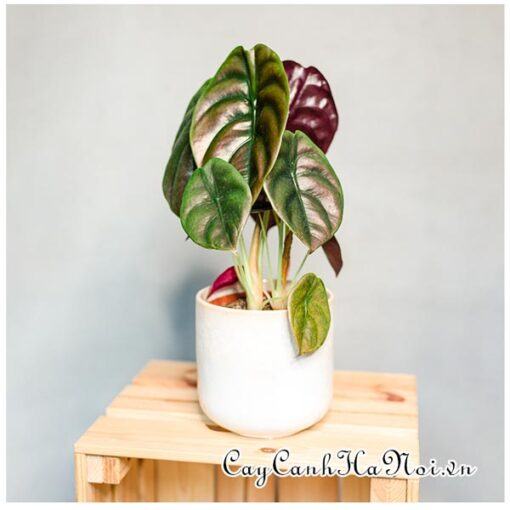 Cây Cây Alocasia Cuprea Red Secret để bàn đẹp