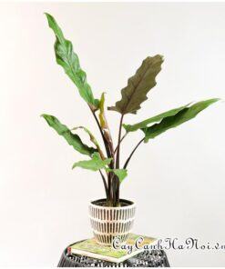 Cây Alocasia Purple Sword để bàn đẹp