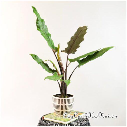 Cây Alocasia Purple Sword để bàn đẹp