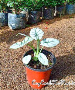 Cây Alocasia Silver Dragon có kích thước nhỏ nhắn