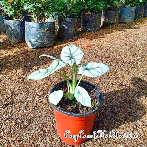 Cây Alocasia Silver Dragon có kích thước nhỏ nhắn