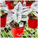 Cây Rồng Bạc – Alocasia Silver Dragon