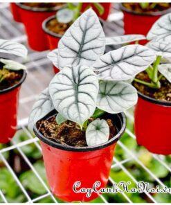 Cây Alocasia Silver Dragon mang vẻ đẹp ma mị