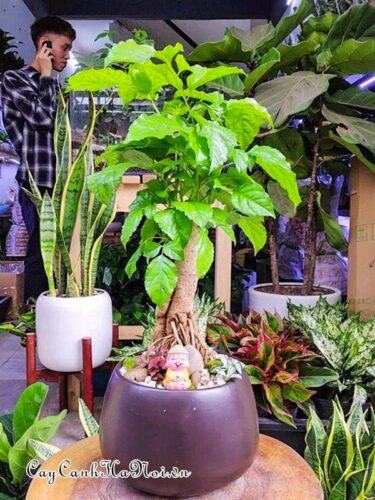 Cây hạnh phúc bonsai trồng chậu sứ tròn đen