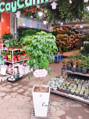 Cây hạnh phúc làm quà tặng người thân ban bè trong các dịp đặc biệt