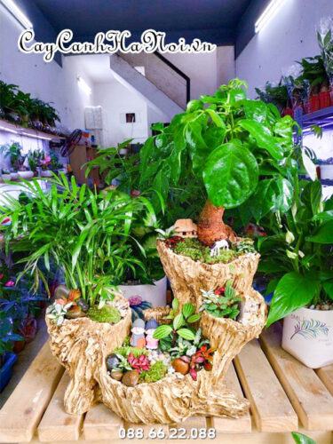 Cây hanhj phúc trang trí bàn tiếp khách