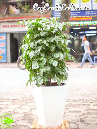 Cây hanh phúc trồng chậu composite