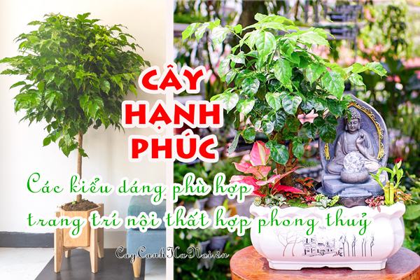 Cây Hạnh Phúc - các kiểu dáng phù hợp trang trí nội thất hợp phong thuỷ