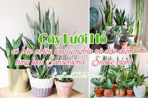 Cây Lưỡi Hổ có bao nhiêu loại ý nghĩa và đặc điểm từng loại Sansevieria - Snake plant