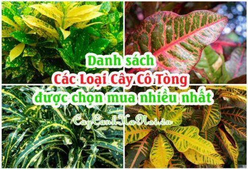 Danh sách các loại cây cô tòng được chọn mua nhiều nhất