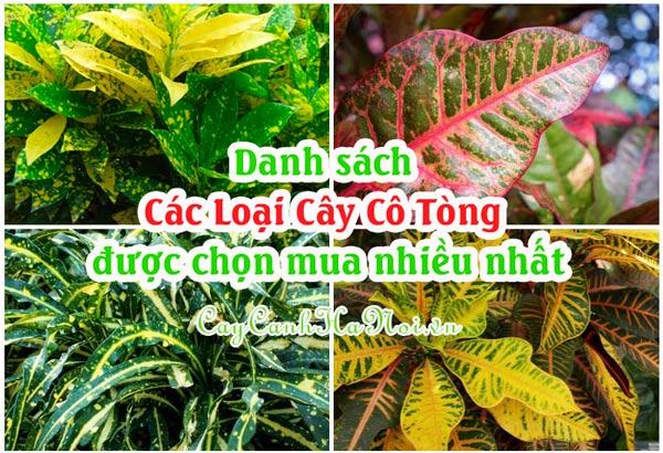 Danh sách các loại cây cô tòng được chọn mua nhiều nhất