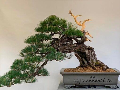 Đất nung Akadama ứng dụng trồng cây bonsai