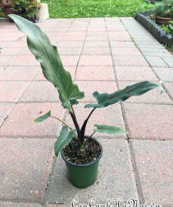 Đất trồng cây Nhu cầu ánh sáng của cây Alocasia Purple Sword