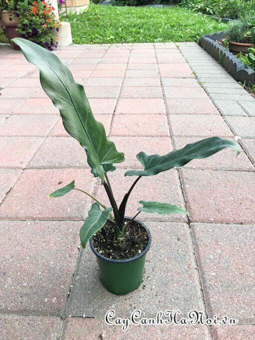 Đất trồng cây Nhu cầu ánh sáng của cây Alocasia Purple Sword