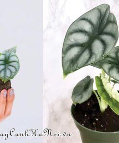 Đất trồng Alocasia Silver Dragon phải thông thoáng