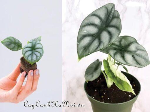 Đất trồng Alocasia Silver Dragon phải thông thoáng