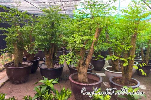Lựa chọn cây hạnh phúc phù hợp