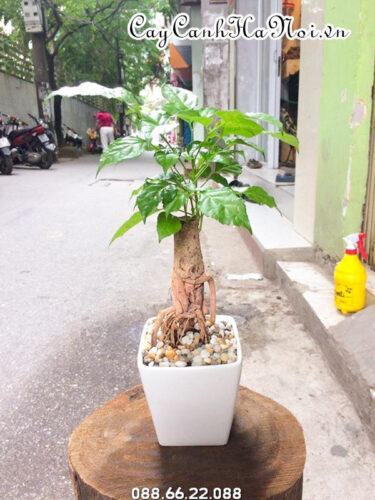 Nhiệt độ phù hợp với cây hạnh phúc