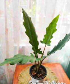 Nhu cầu ánh sáng của cây Alocasia Purple Sword