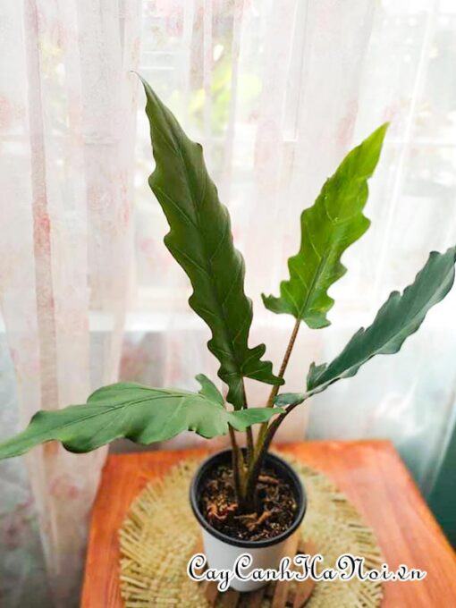 Nhu cầu ánh sáng của cây Alocasia Purple Sword