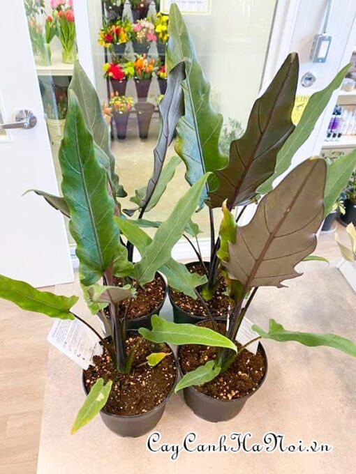 Nhu cầu nước tưới cây Alocasia Purple Sword