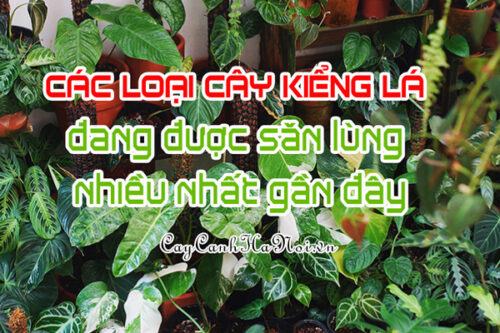 Các loại cây kiểng lá đang được săn lùng nhiều nhất gần đây