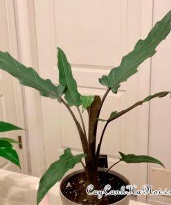 Phòng ngữa sâu bệnh cho cây Alocasia Purple Sword