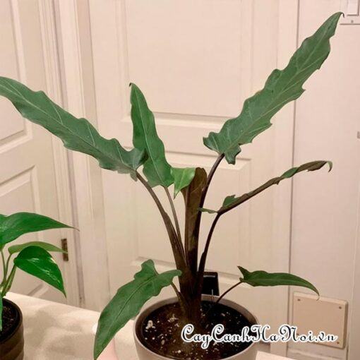 Phòng ngữa sâu bệnh cho cây Alocasia Purple Sword