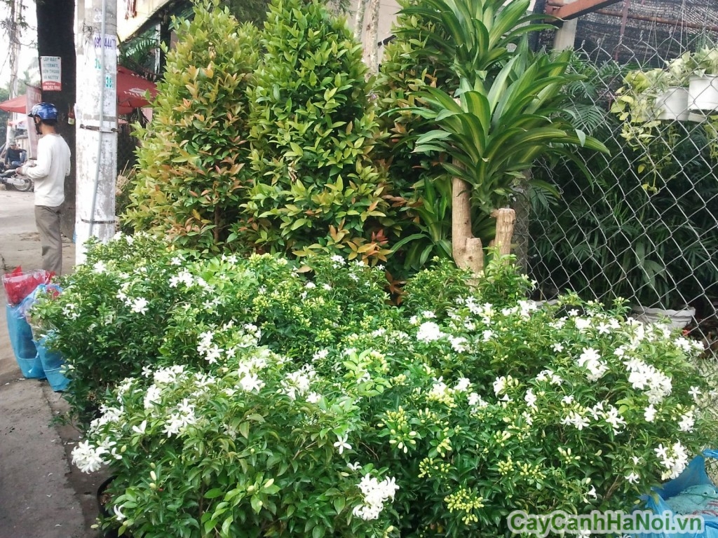 Cây nguyệt quế mang hương thơm dịu nhẹ, dễ chịu