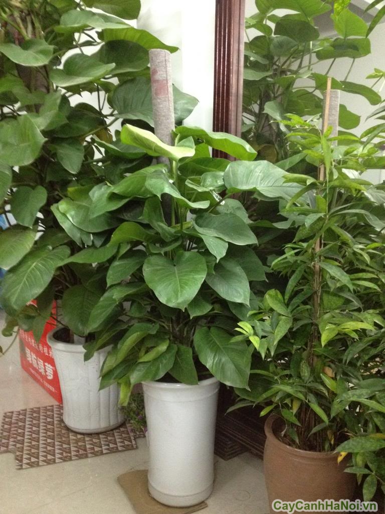 Cây trầu bà leo cột đem lại hình ảnh xanh mượt tự nhiên cho ban công nhỏ