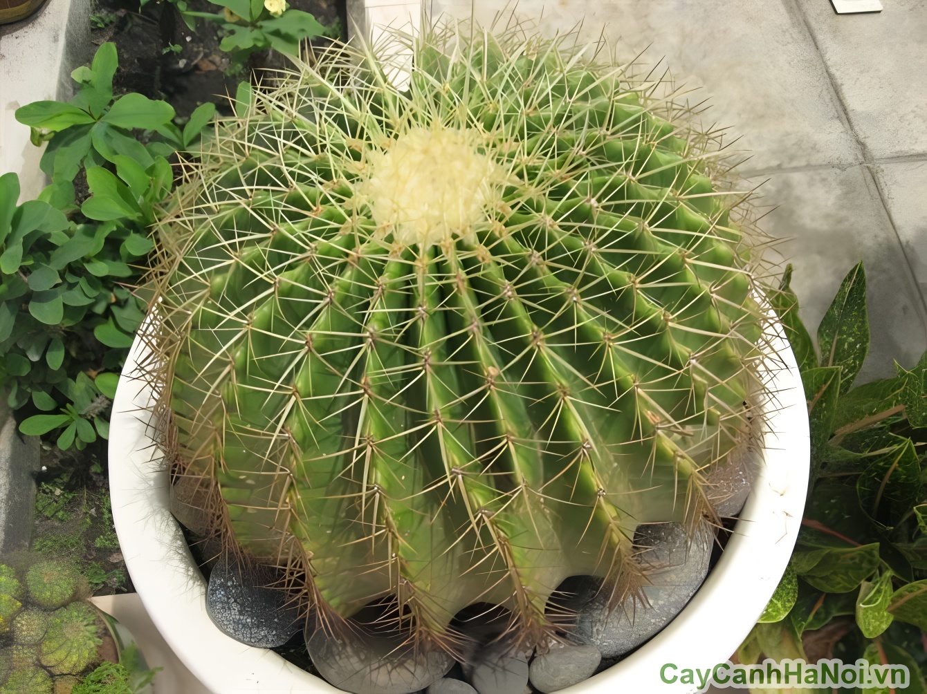 Cây xương rồng phát triển mạnh khi được đặt tại ban công hướng Tây