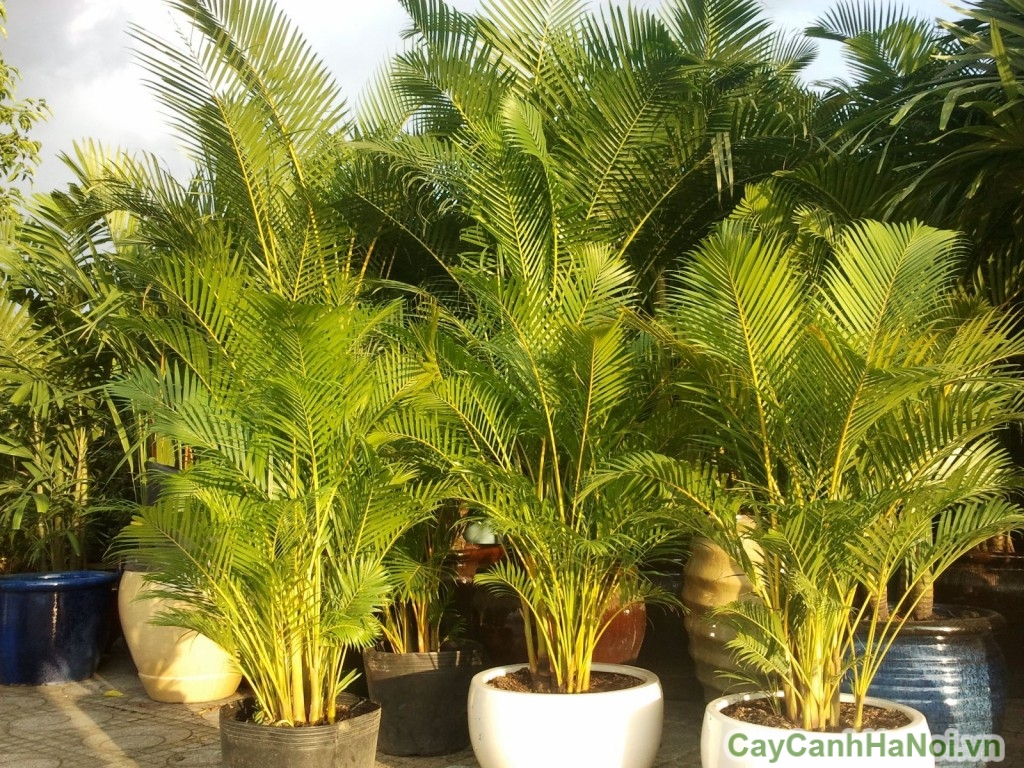 Cây Cảnh Hà Nội là địa chỉ mua cây cảnh quen thuộc của nhiều người
