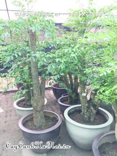 Vườn ươm cây hạnh phúc lá mỡ đẹp