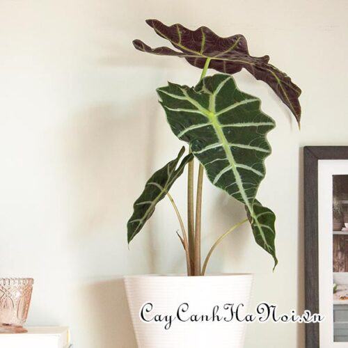 Alocasia Amazonica African Mask