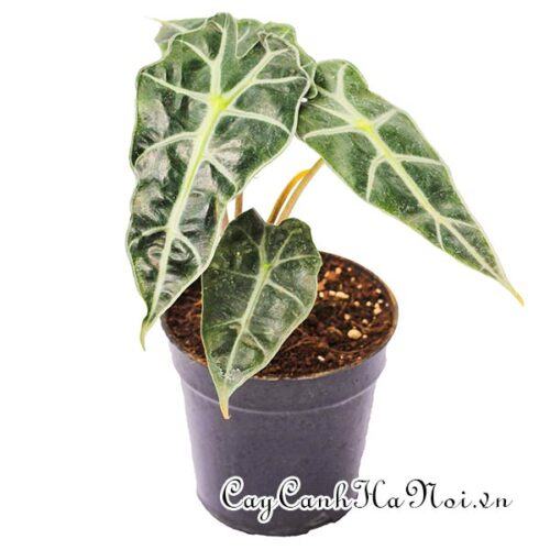 Alocasia Amazonica Elephant’s Ear