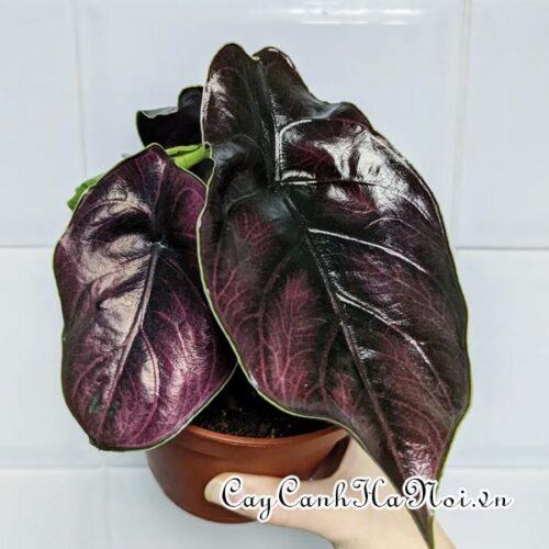 Alocasia Azlanii Red Mambo