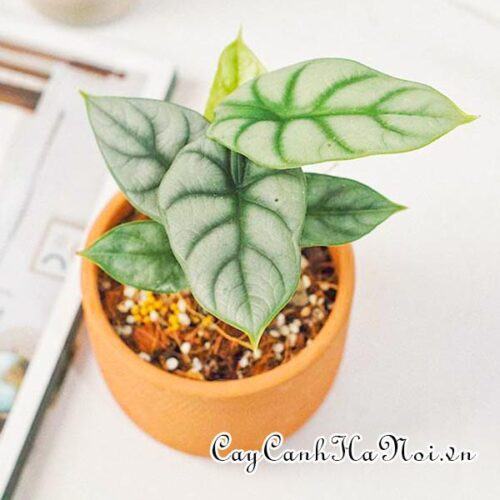 Alocasia Baginda Silver Dragon