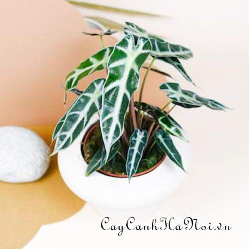 Alocasia Bambino Arrow