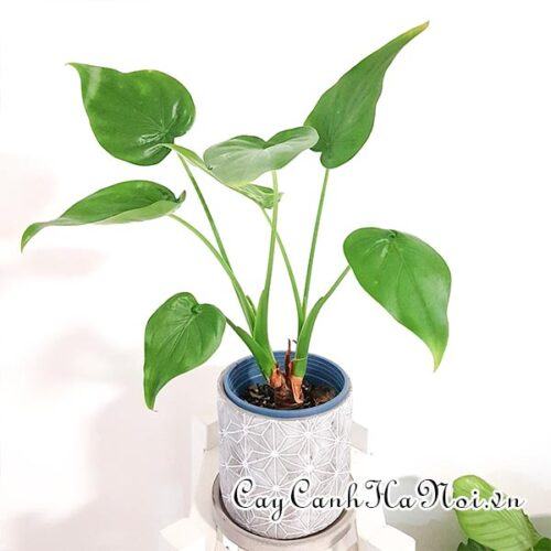 Alocasia Cucullata (Alocasia Hooded Dwarf)