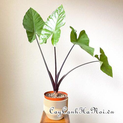 Alocasia Dark Star