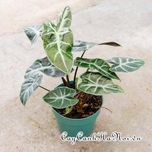 Alocasia Ebony