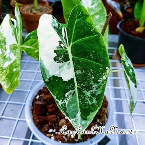 Alocasia Frydek Var