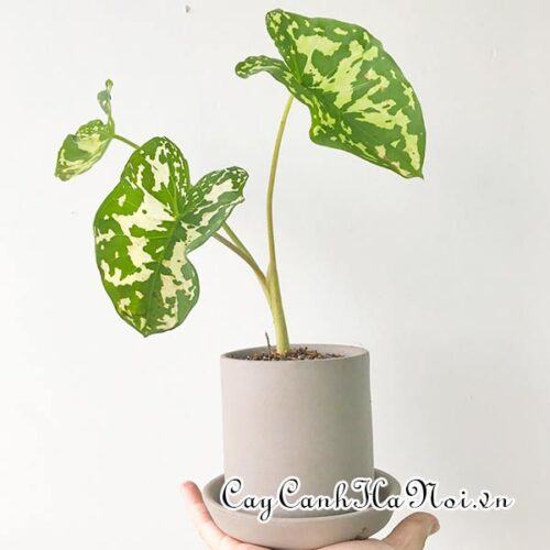 Alocasia Hilo Beauty