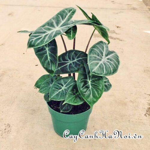 Alocasia Ivory Coast