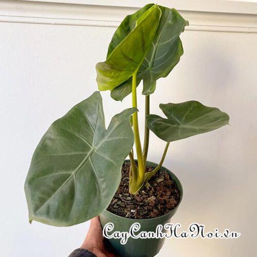 Alocasia Kuching Mask