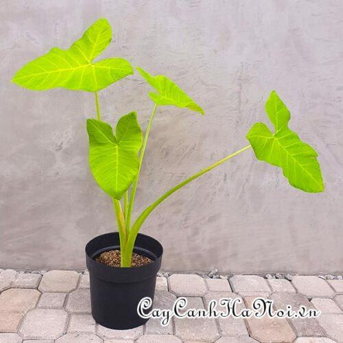 Alocasia Lime Zinger