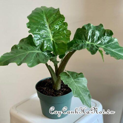 Alocasia Low Rider